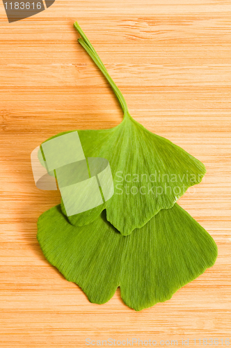 Image of Fresh Leaves Ginkgo On The Wood