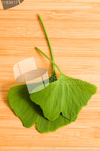 Image of Fresh Leaves Ginkgo On The Wood