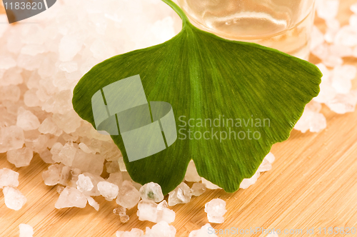 Image of fresh leaves ginko biloba essential oil and sea salt - beauty tr