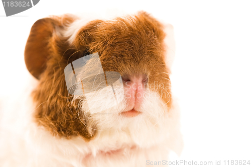 Image of baby guinea pig