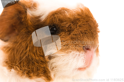 Image of baby guinea pig