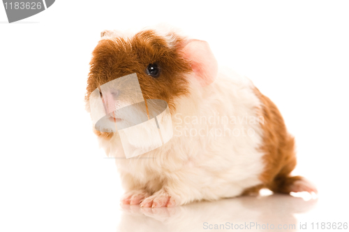 Image of baby guinea pig