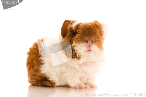 Image of baby guinea pig