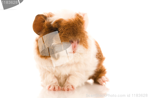 Image of baby guinea pig