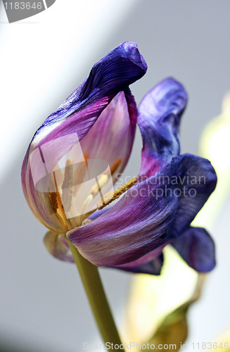 Image of withered tulip