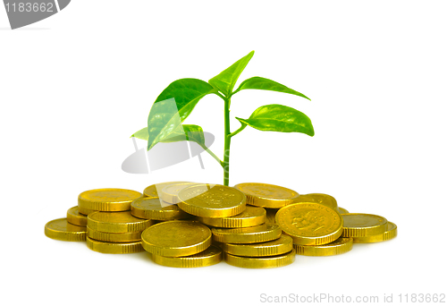 Image of Money and plant