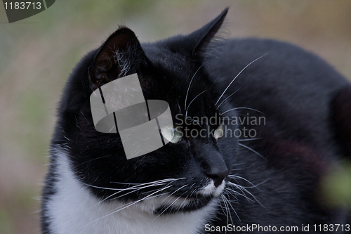 Image of cats head
