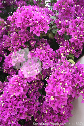 Image of Bougainvillea