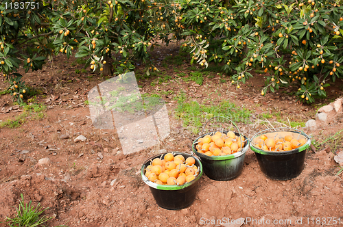 Image of Loquat harvest