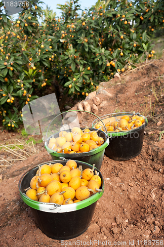 Image of Loquat harvest