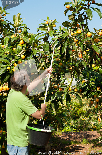 Image of Fuit picker