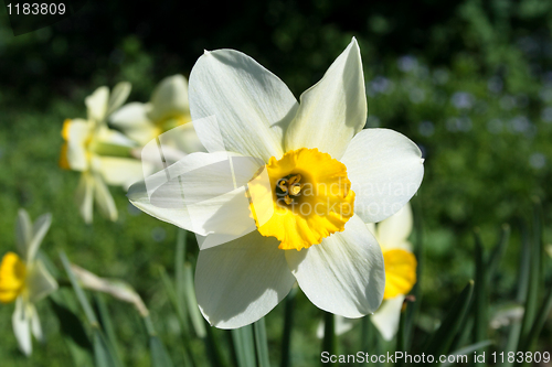 Image of fresh spring narcissus flowers