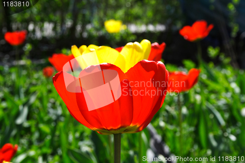 Image of fresh spring tulips flowers
