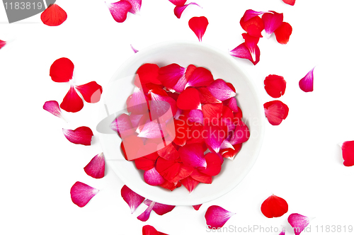 Image of Red and pink petals