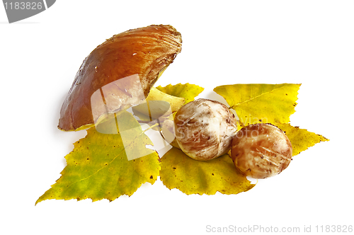 Image of Three greasers with a sprig of birch