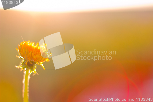 Image of Summer, the sun, flowers