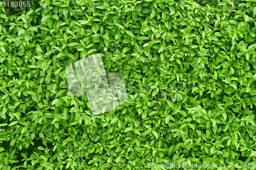 Image of A fragment of a green living fence