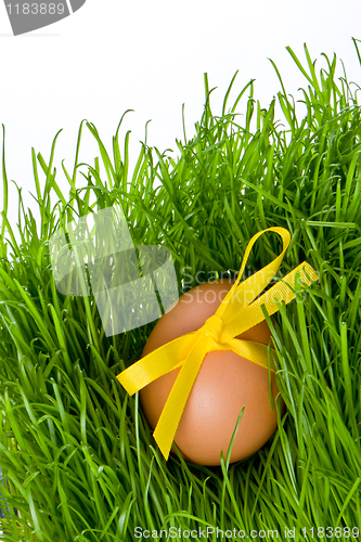Image of easter egg and grass