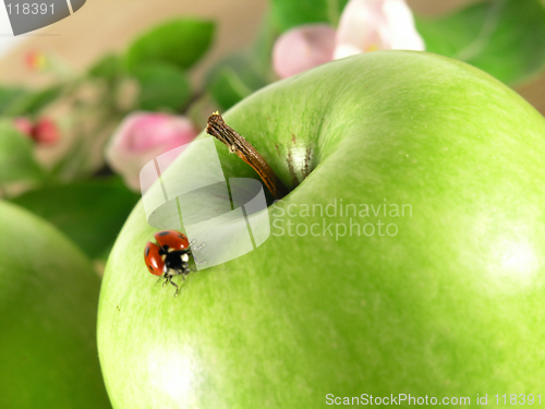 Image of green apple