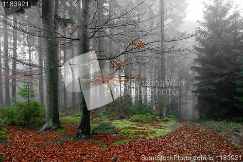 Image of misty forest