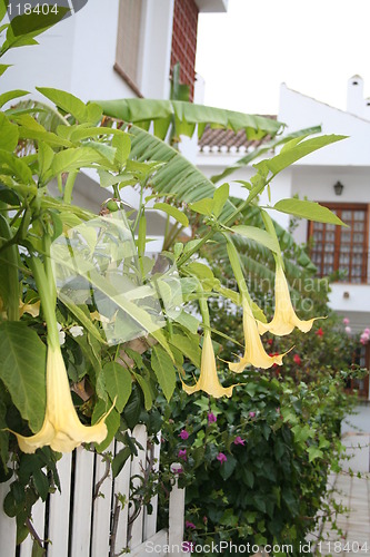 Image of Trumpet flowers