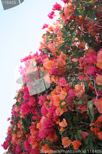 Image of Orange and pink bougainvillea