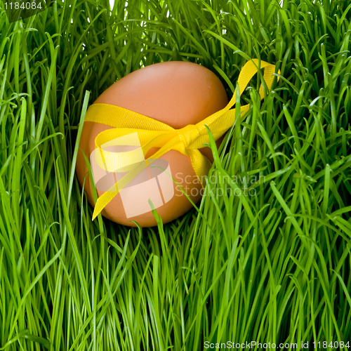 Image of easter egg and grass