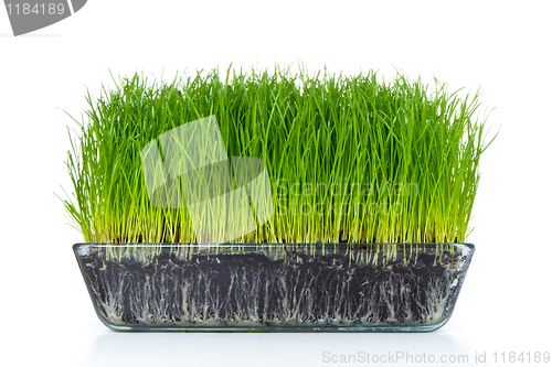 Image of grass with soil