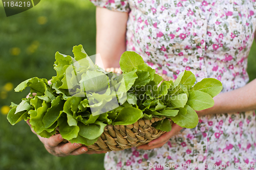 Image of Salad