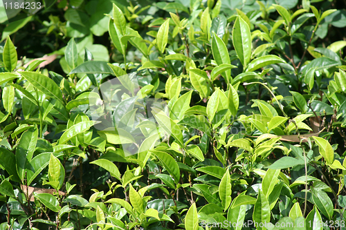 Image of Tea plantation of Sri Lanka