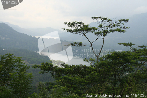 Image of Asian tree of Ceylon