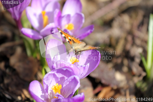 Image of crocus and butterfly