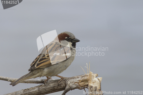 Image of House sparrow