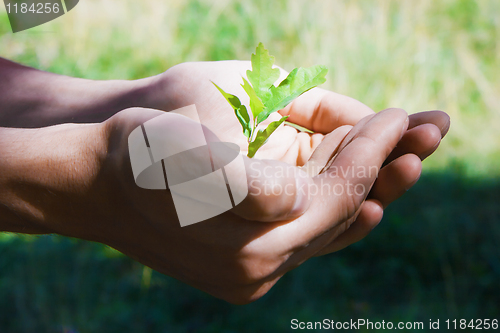 Image of Small tree in hands