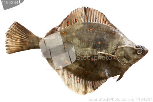 Image of Plaice