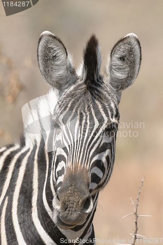 Image of Zebra