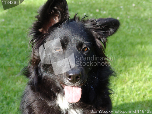 Image of black dog