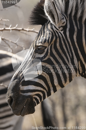Image of Zebra