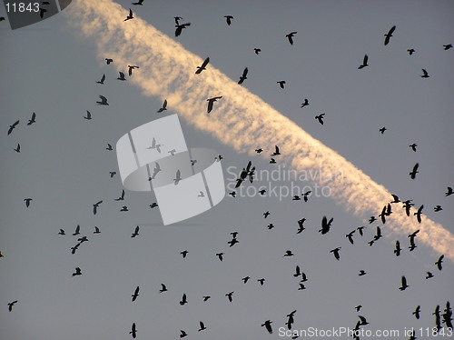 Image of Crows in sky