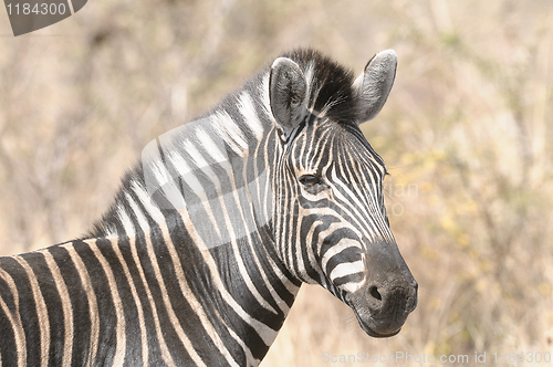 Image of Zebra