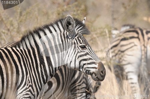 Image of Zebra