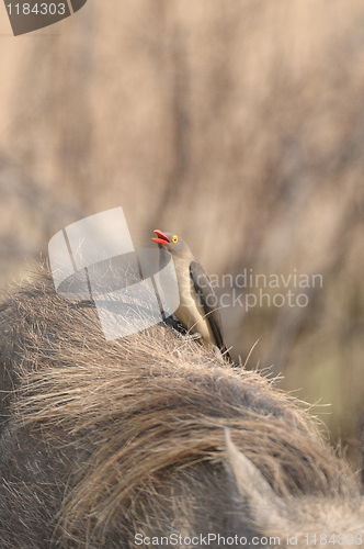 Image of Red billed ox pecker