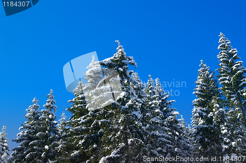 Image of Winter fir wood