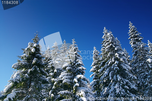 Image of Winter fir wood