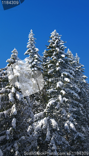 Image of Winter fir wood