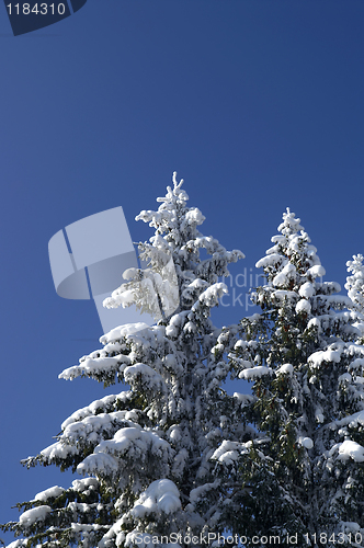 Image of Winter firs