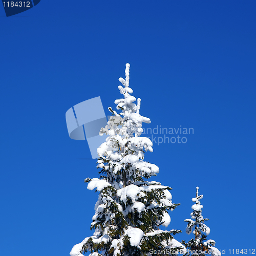 Image of Winter fir