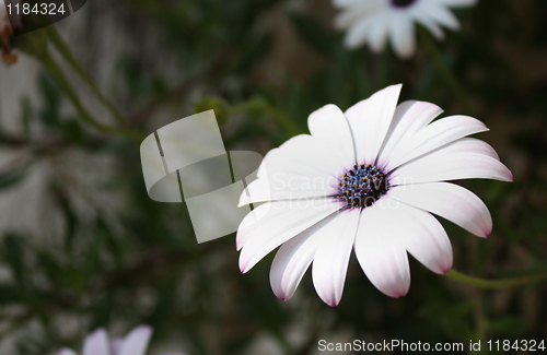 Image of White Daisy with Purple Centre