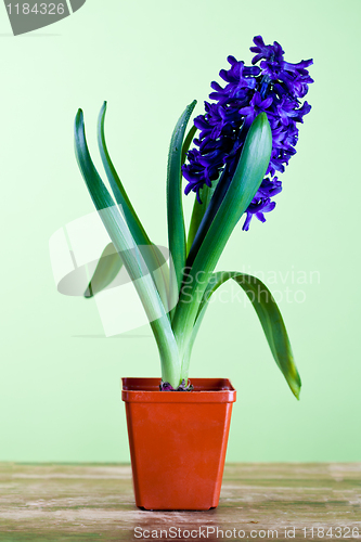 Image of decorative hyacinth