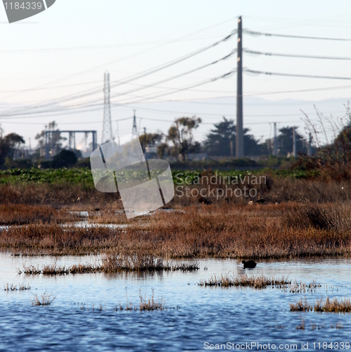 Image of wetland